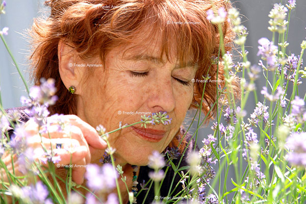 LEBEN - Gesundheit / health - Lavendel