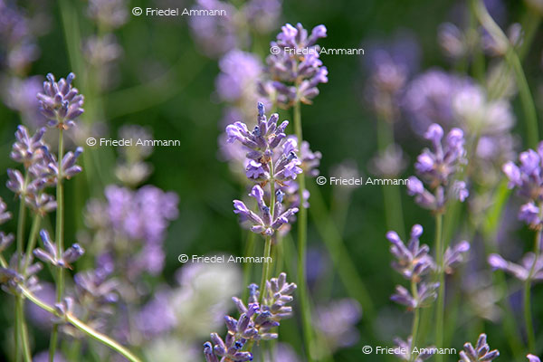 LEBEN - Gesundheit / health - Lavendel