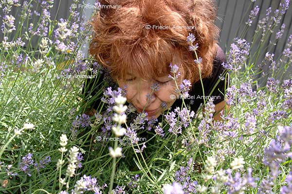 LEBEN - Gesundheit / health - Lavendel