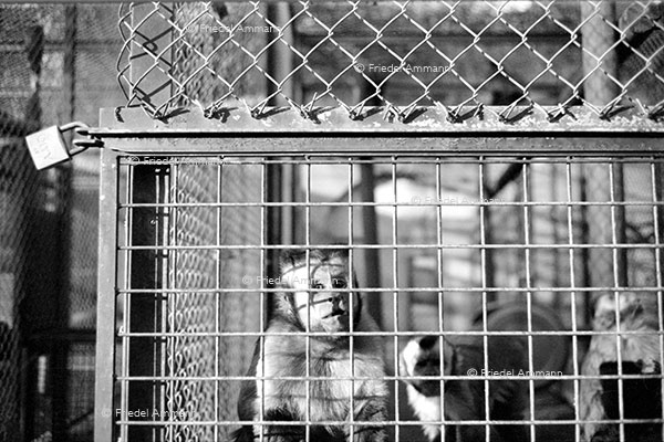 LEBEN - SW Impressionen – Tierversuche Louis Pasteur Institut - Festungsanlage 1. Weltkrieg – Strasbourg, France 