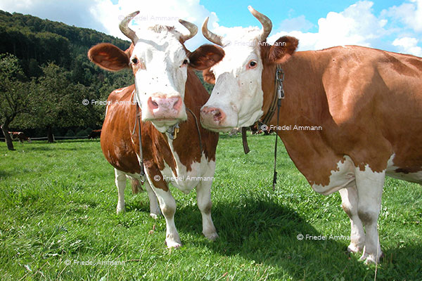 SCHWEIZ - Impressionen 1 - Rotes Fleckvieh