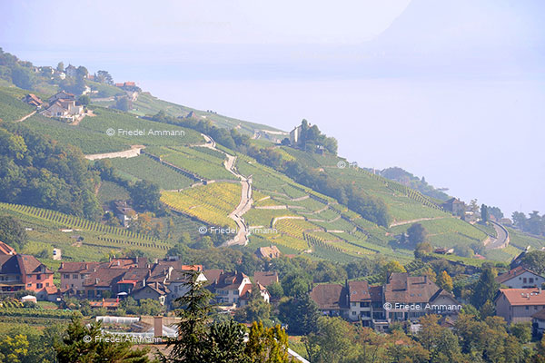 SCHWEIZ - Impressionen 1 - Lavaux, Romandie