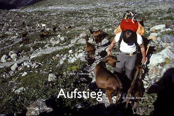 SCHWEIZ - Alpen - Aufstieg