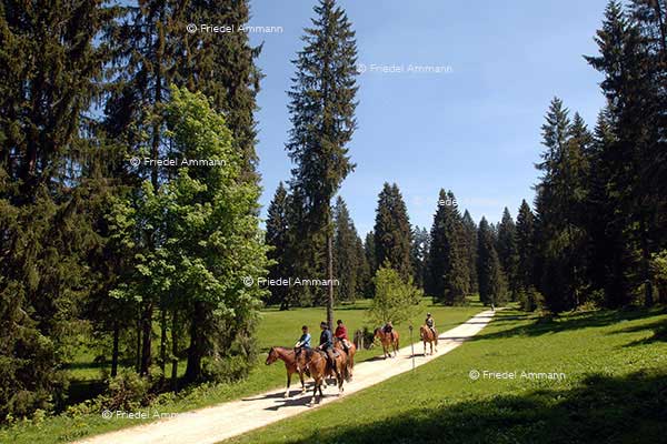 SCHWEIZ - Jura - Freiberge