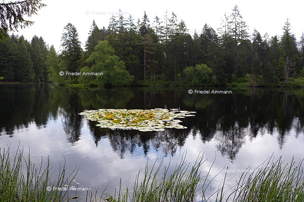 SCHWEIZ - Jura - Etang de la Gruère 