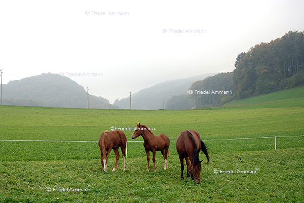 SCHWEIZ - Jura - Freiberge