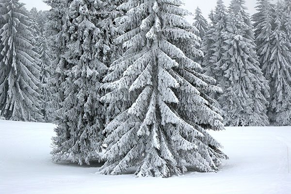SCHWEIZ - Jura - Freiberge