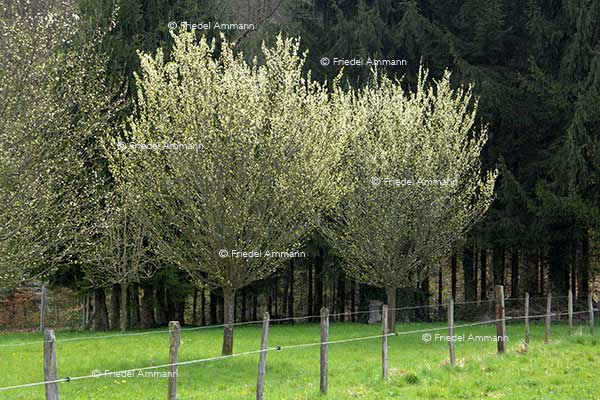 SCHWEIZ - Jura - Damassine Bäume