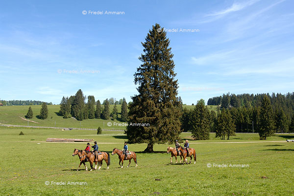 SCHWEIZ - Jura - Freiberge