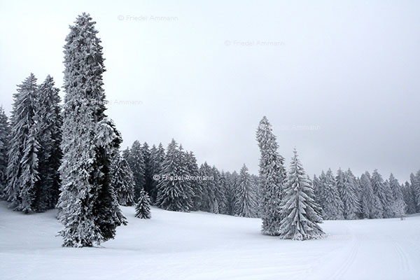 SCHWEIZ - Jura - Freiberge
