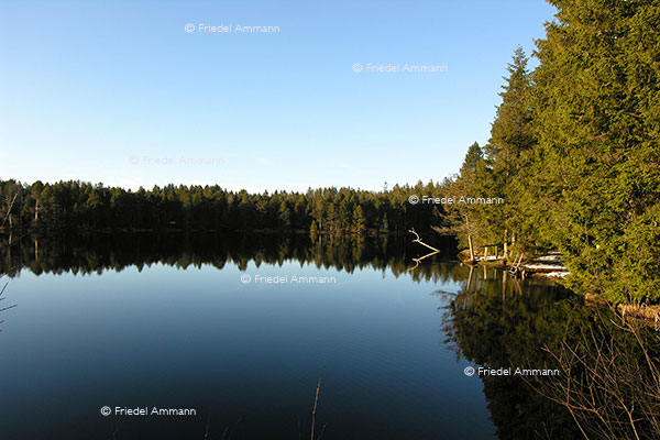 SCHWEIZ - Jura - Etang de la Gruère