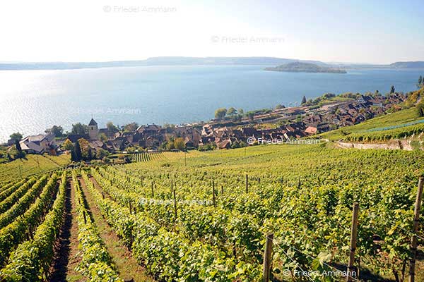 SCHWEIZ - Mittelland - Twann, Bielersee