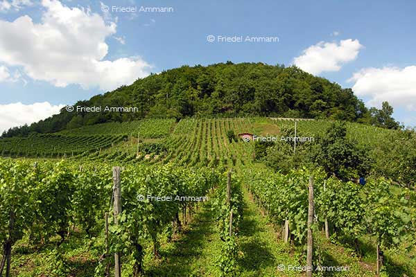SCHWEIZ - Baselland - Muttenz - Wartenberg