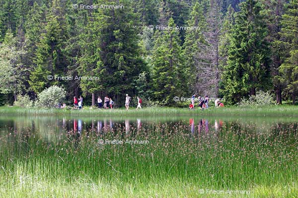 SCHWEIZ - Wandern - Etang de la Gruère