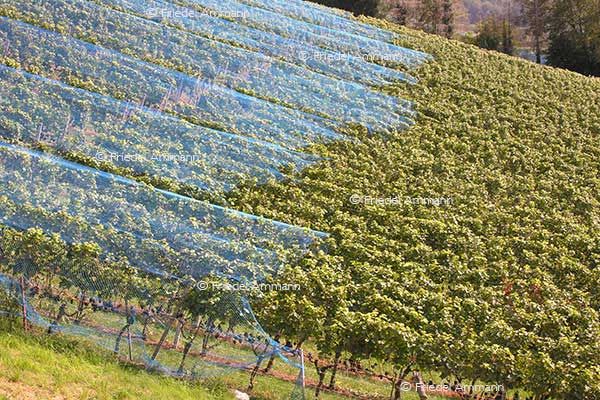 SCHWEIZ - Landwirtschaft - Rebberge Wartenberg