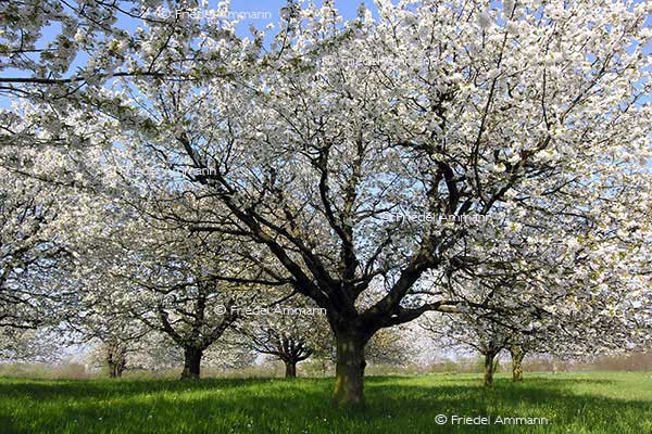 SCHWEIZ - Landwirtschaft - Kirschbäume, Baselland