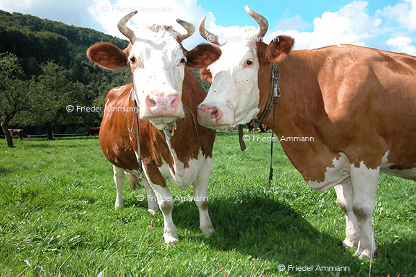 SCHWEIZ - Landwirtschaft - Rotes Fleckfieh