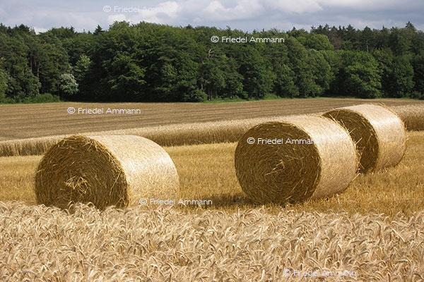 SCHWEIZ - Landwirtschaft