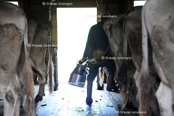 SCHWEIZ - Landwirtschaft - Melkzeit