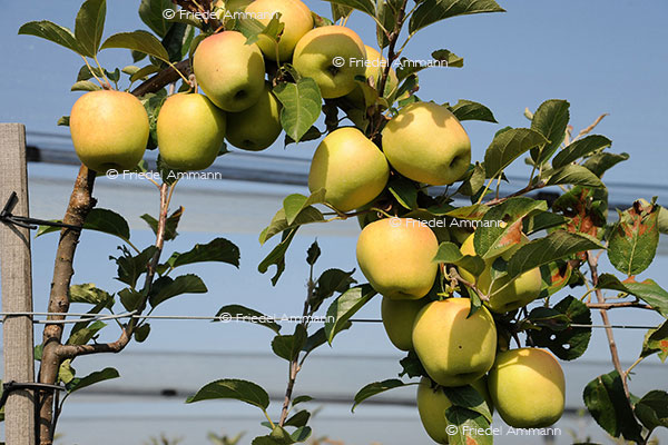 SCHWEIZ - Landwirtschaft - Apfelplantage