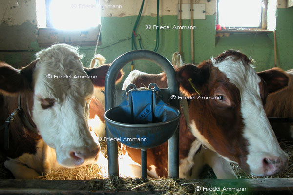 SCHWEIZ - Landwirtschaft – Rotes Fleckvieh