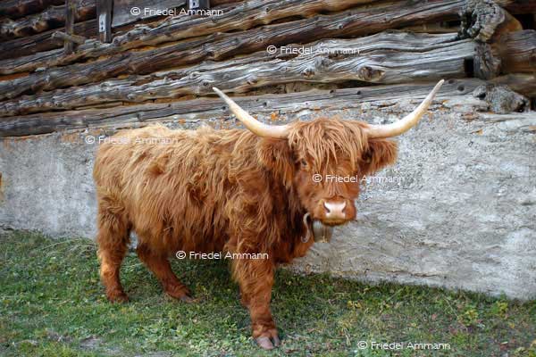 SCHWEIZ - Landwirtschaft - Schottisches Hochlandrind
