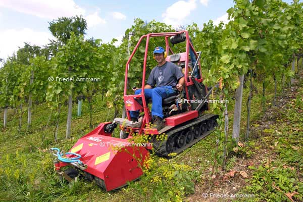 SCHWEIZ - Landwirtschaft - Weinbauer