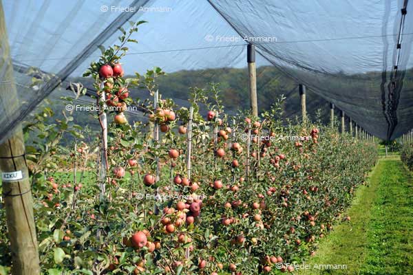 SCHWEIZ - Landwirtschaft - Apfelplantage