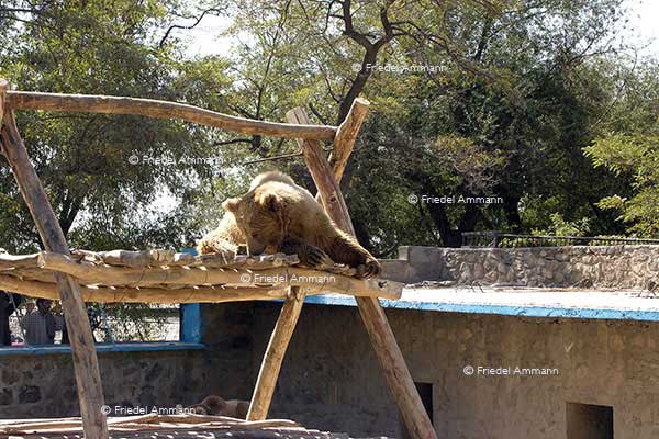 WORLD - Afghanistan, Kabul - Zoo