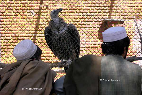 WORLD - Afghanistan, Kabul - Zoo
