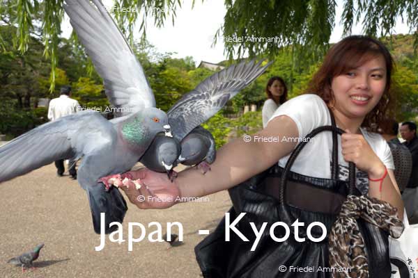 WORLD – Japan - Pigeons