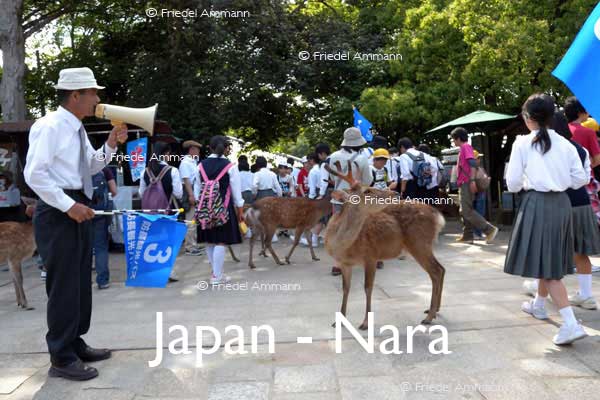 WORLD – Japan – Tame Deer in Nara Park