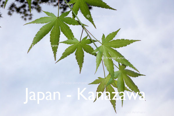 WORLD – Japan – Japanese Maple Tree
