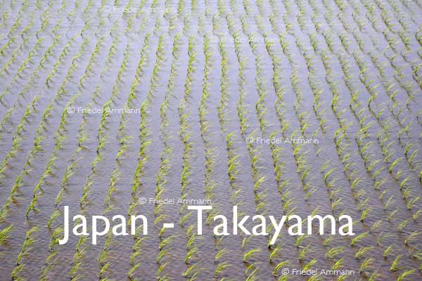 WORLD – Japan – Rice Field