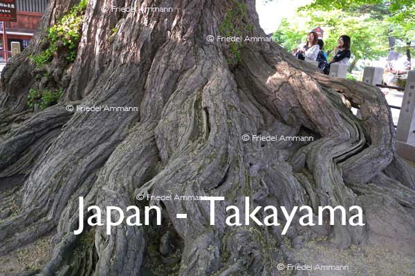 WORLD – Japan – Giant Roots, Takayama