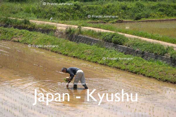 WORLD – Japan – Rice Farming