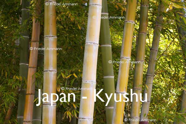 WORLD – Japan – Bamboo Forest