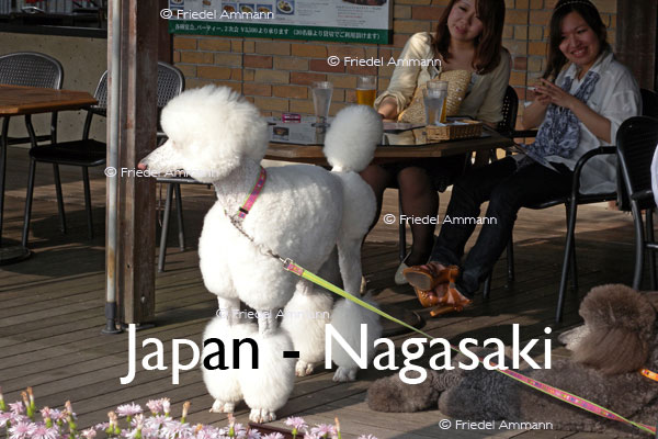 WORLD – Japan – Poodle, Nagasaki