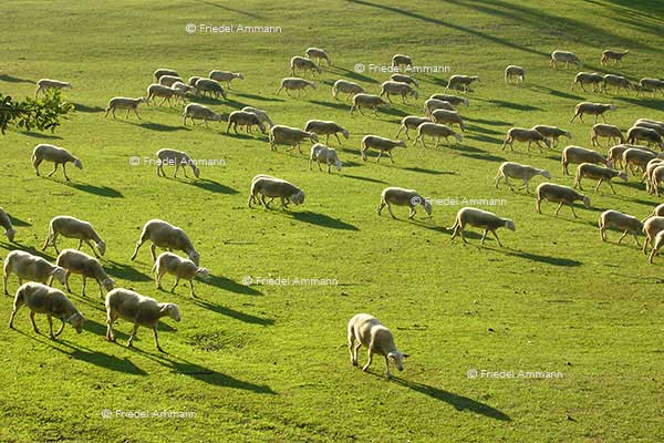 WORLD - France, Luberon - Provence