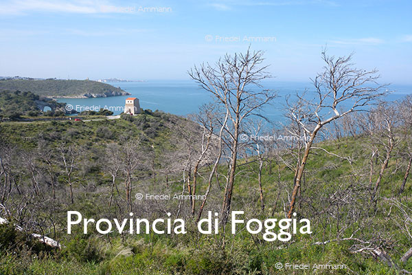 WORLD - Italia, Sud – Peschici, Provincia di Foggia