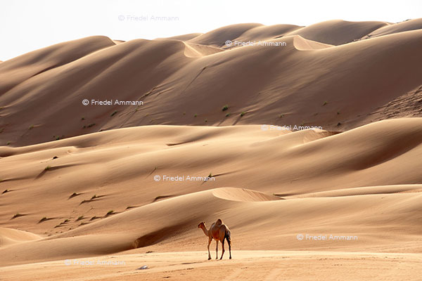 WORLD – Oman - Wahiba Sands