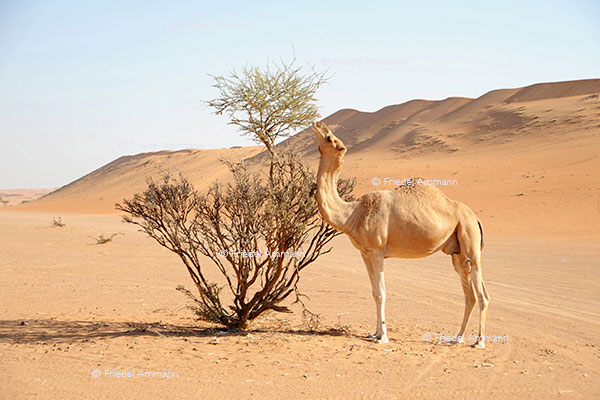 WORLD – Oman - Wahiba Sands