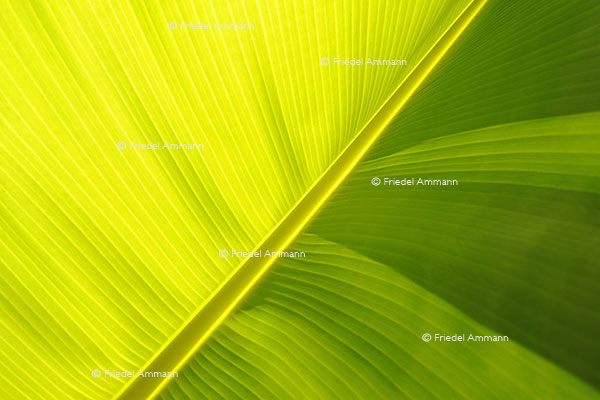 WORLD – Oman - Banana leaf, Birkar Al Mauz
