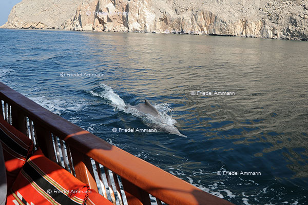 WORLD - Oman - Khasab, Dhow cruise