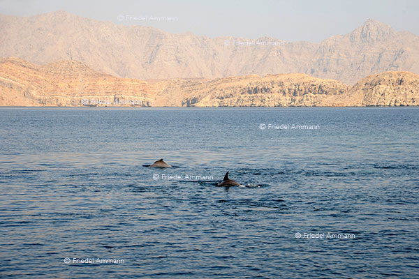WORLD - Oman - Khasab, Dhow cruise