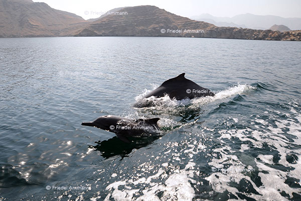 WORLD - Oman - Khasab, Dhow cruise