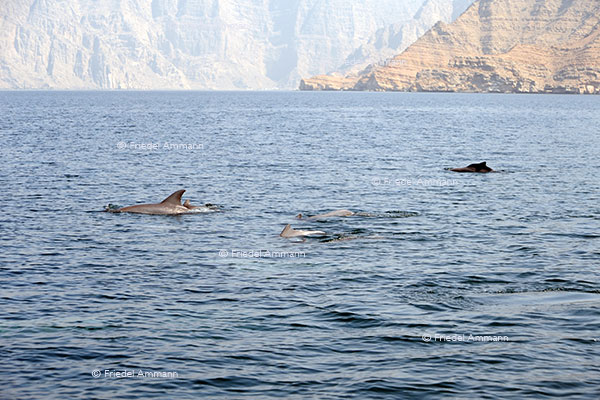WORLD - Oman - Khasab, Dhow cruise