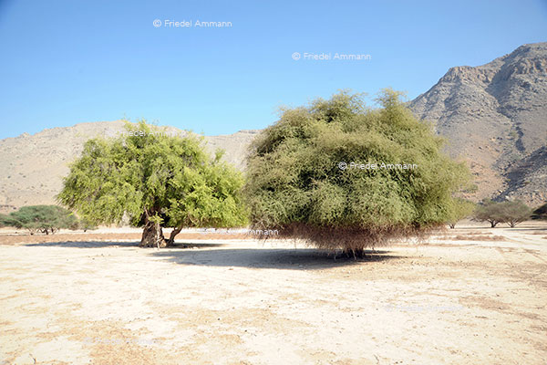 WORLD - Oman - Musandam