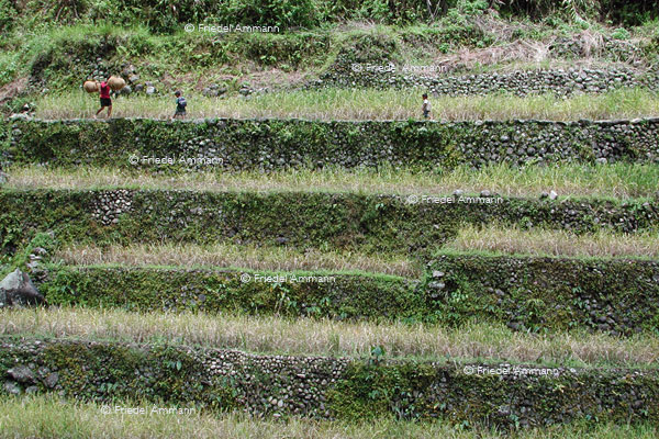 WORLD -  Philippinen - Banaue rice terraces