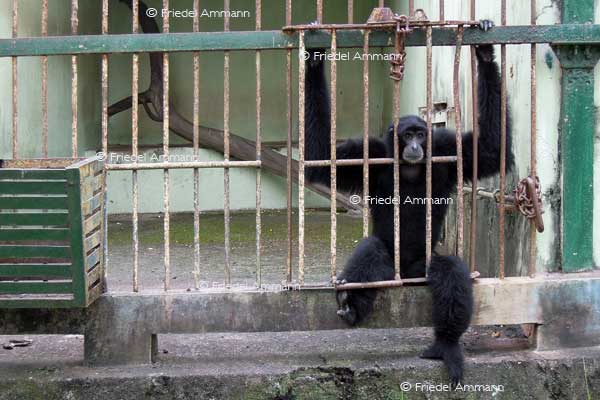 WORLD – Indonesien, Java - Yogyakarta Zoo